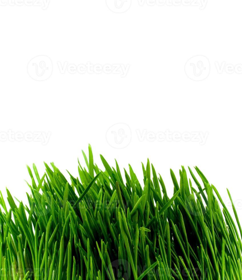 green grass on white photo