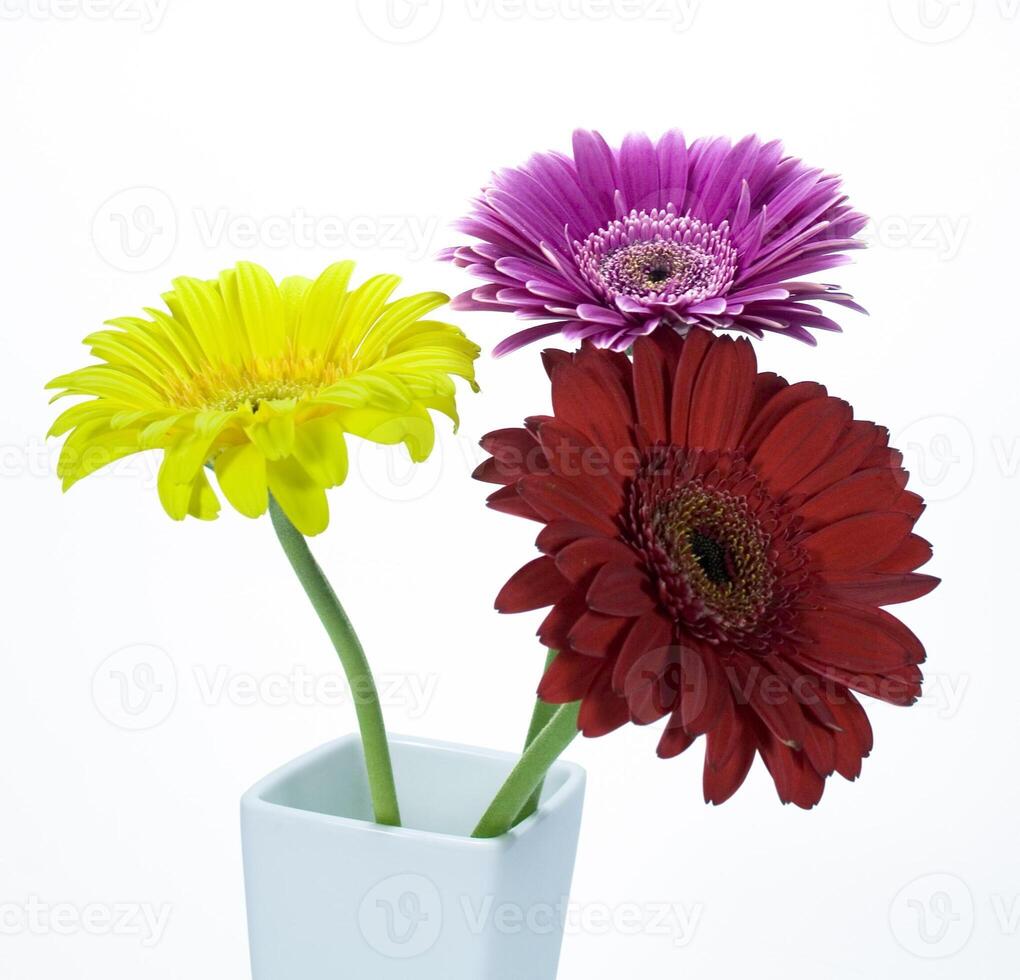 gerbera flowers on white photo