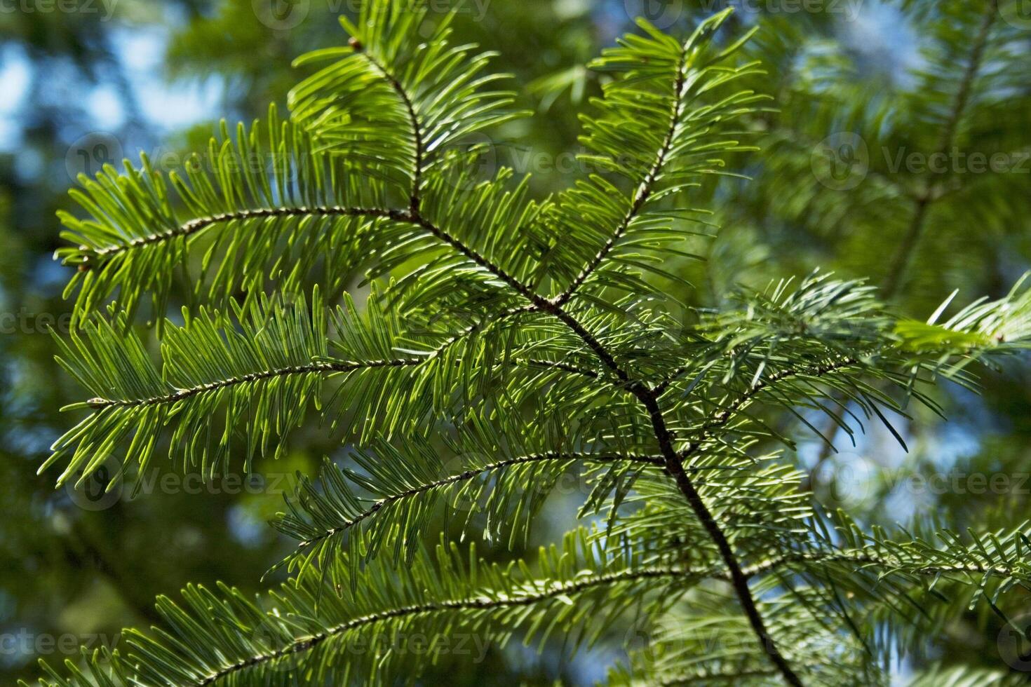 pine brunches background photo