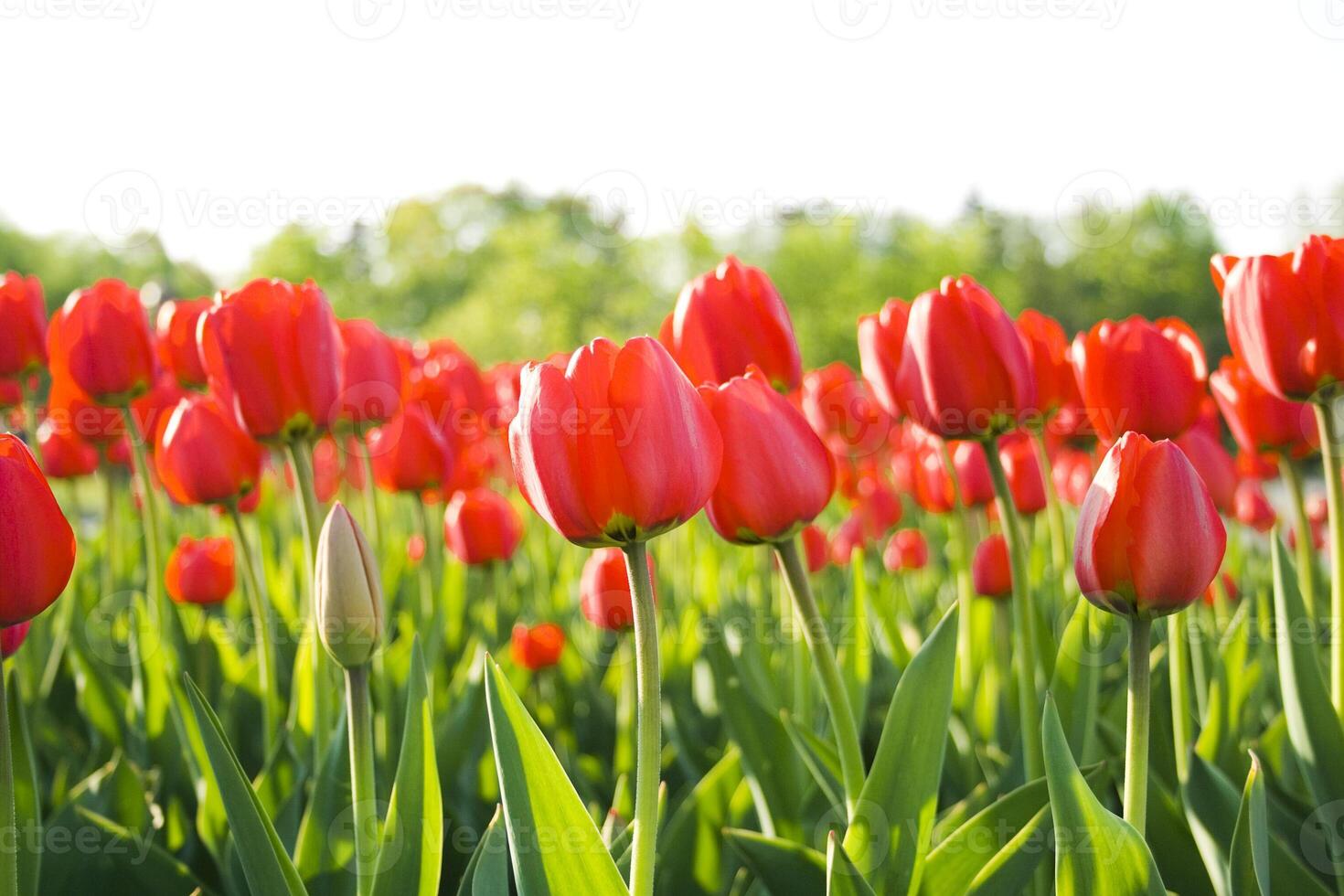 red tulips in the garden photo