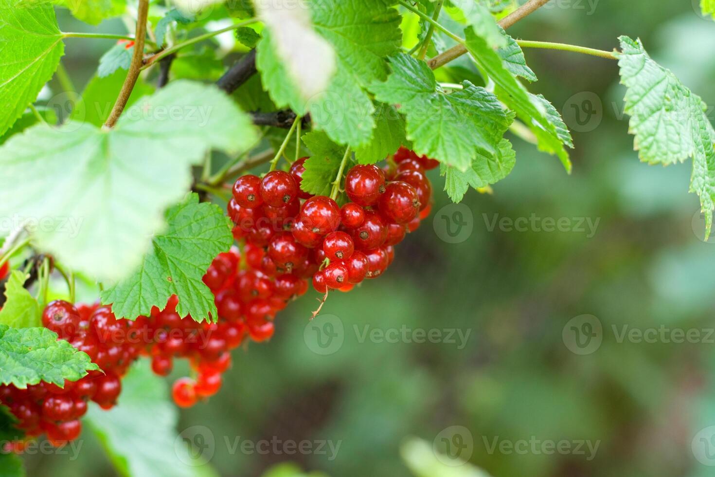 berries of red currant photo
