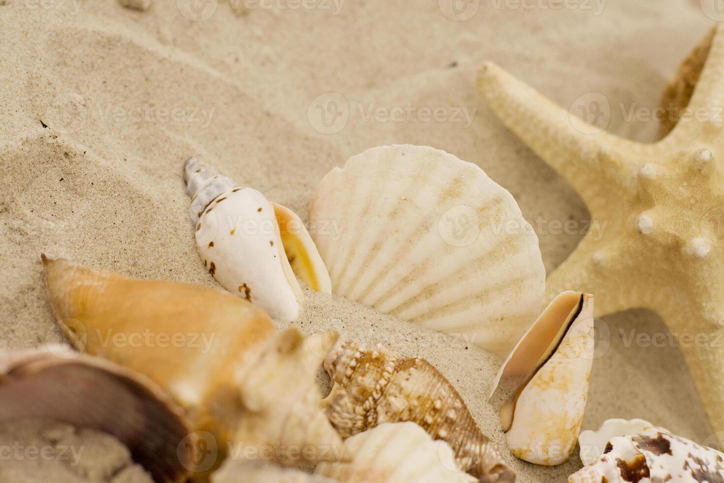 shells and starfish photo
