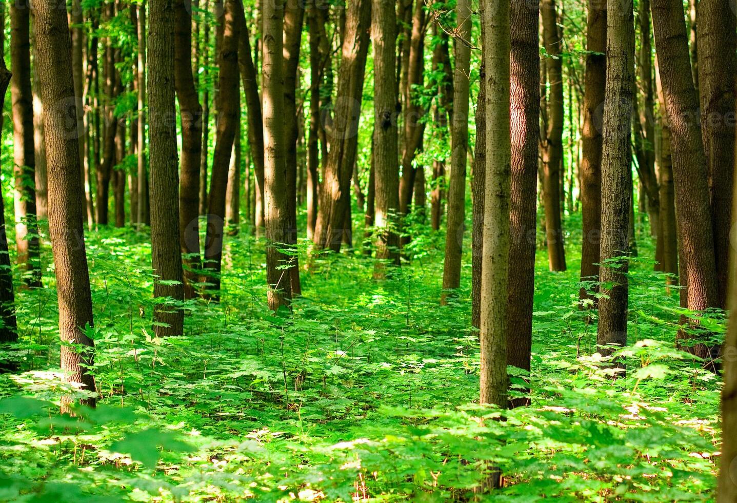 summer forest closeup photo