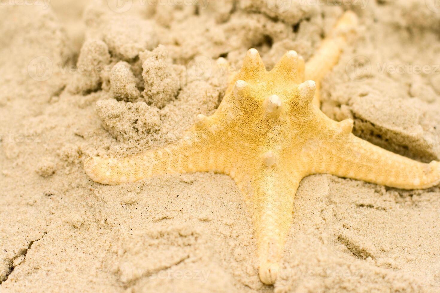 starfish on sand photo
