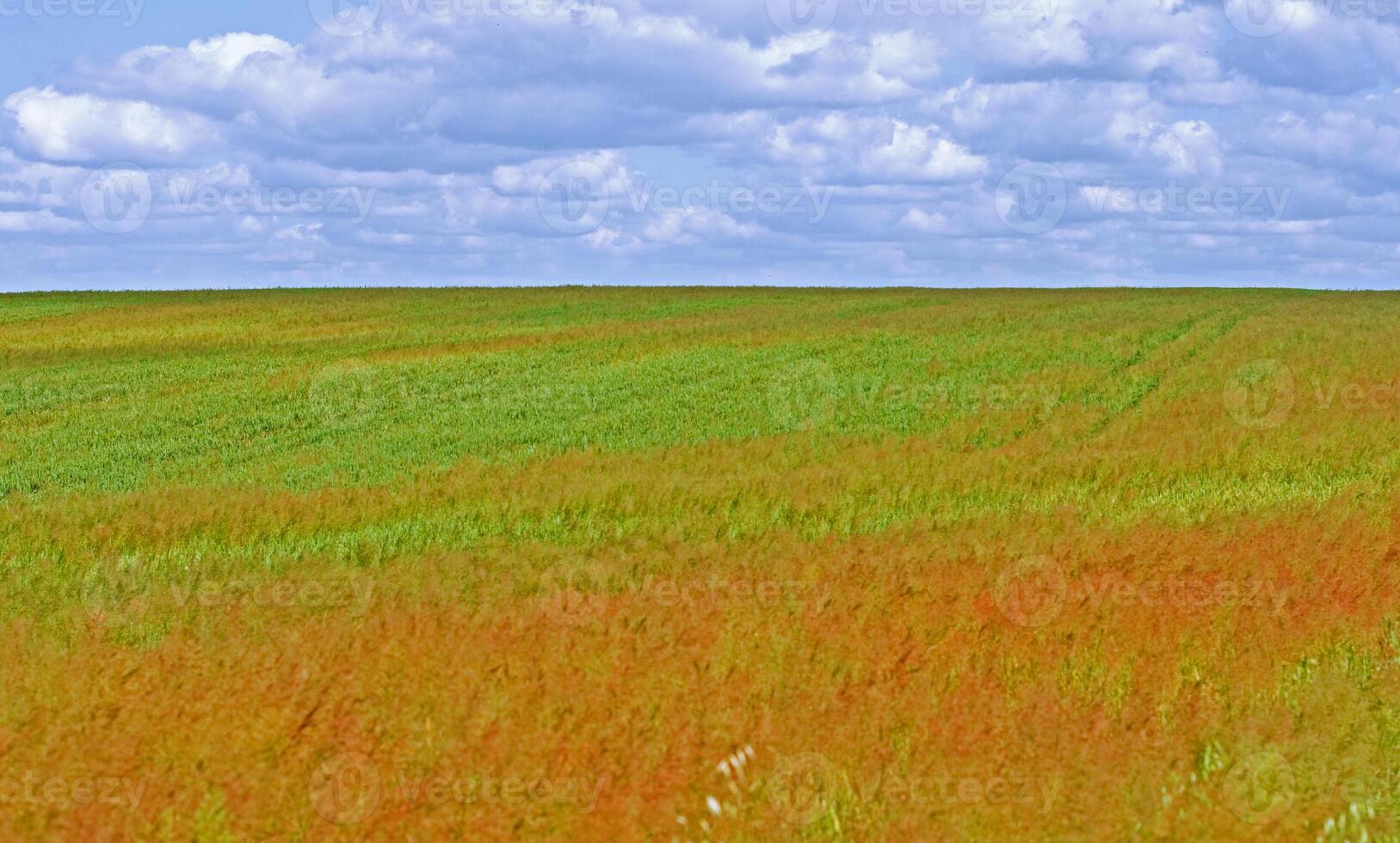 green field and blue sky photo