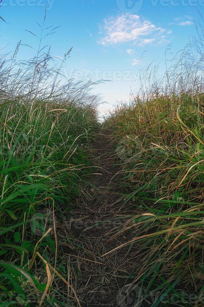 A path trodden in the grass photo