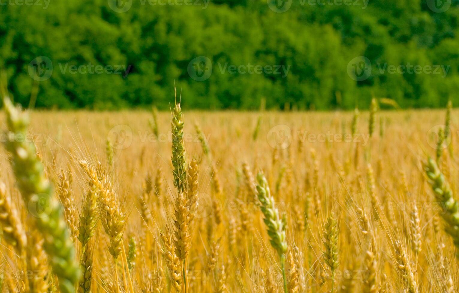 field of wheat photo