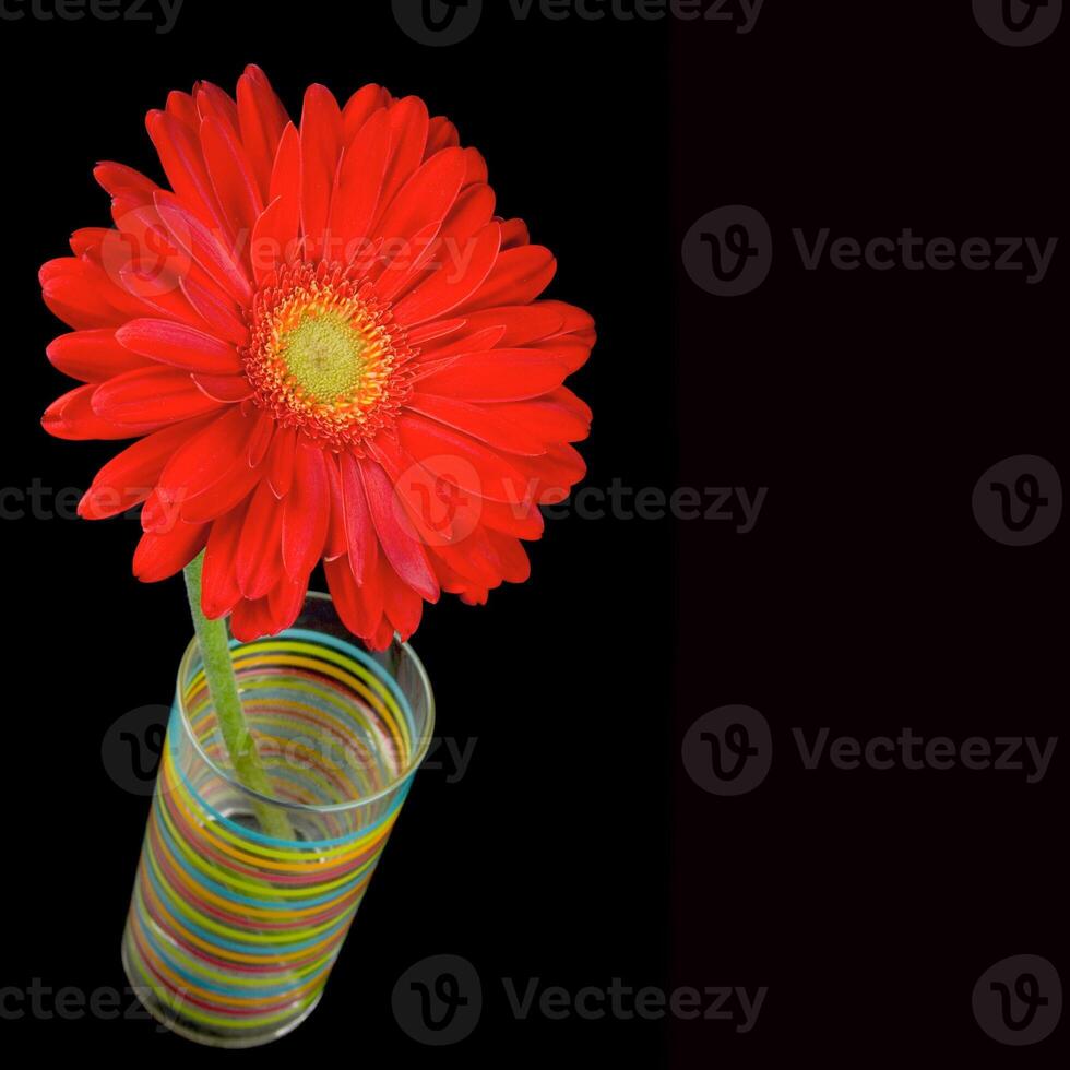 red gerbera flower photo