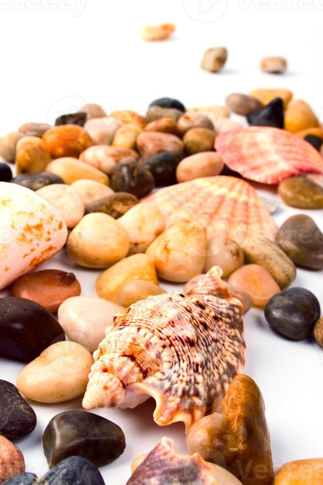 sea shells and pebble photo