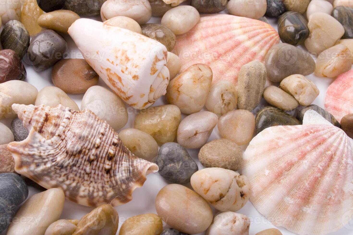 sea shells and pebble photo