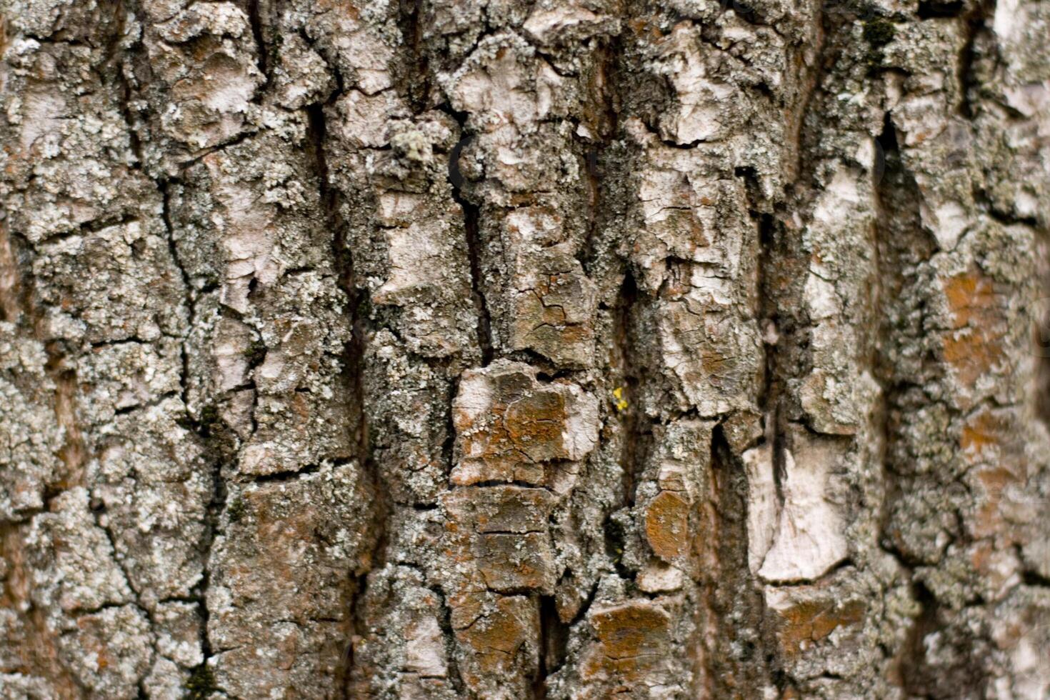 old tree bark photo