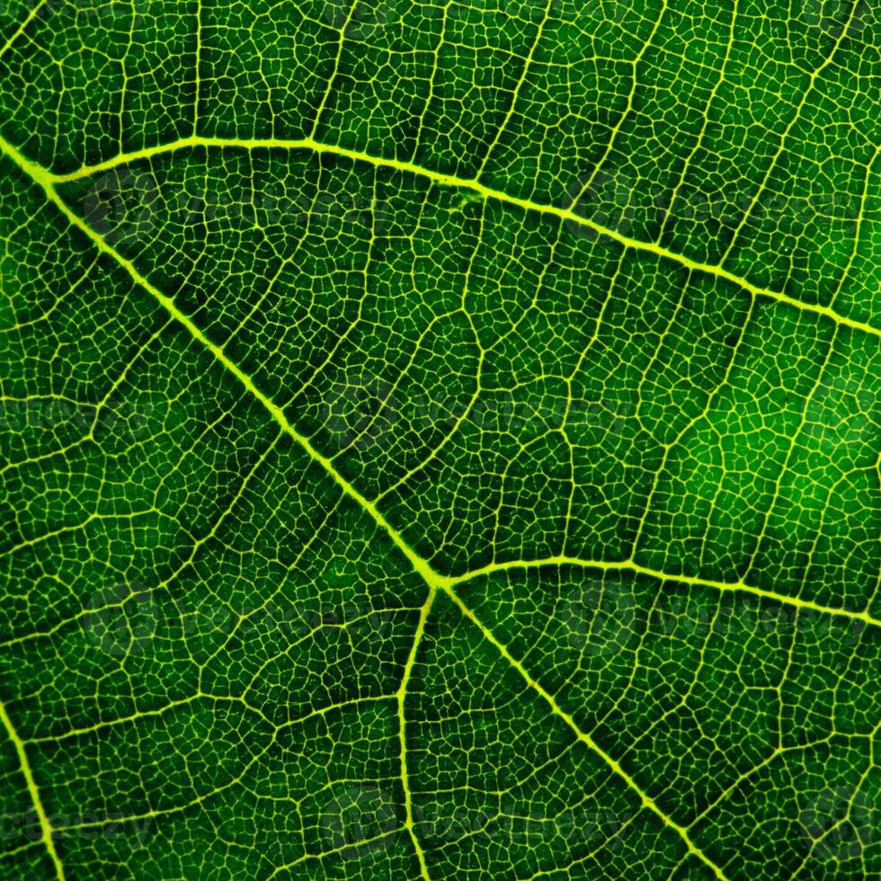 green leaf closeup photo