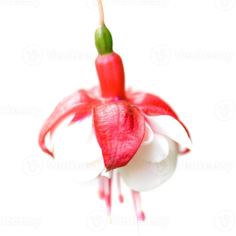 red and white flower photo