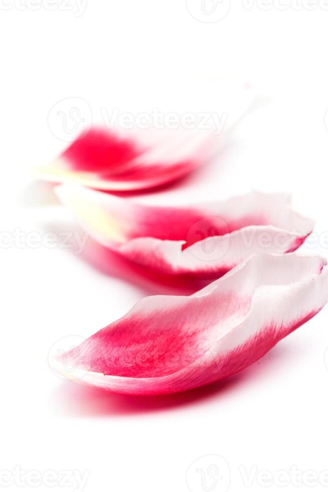 pink tulip petals photo