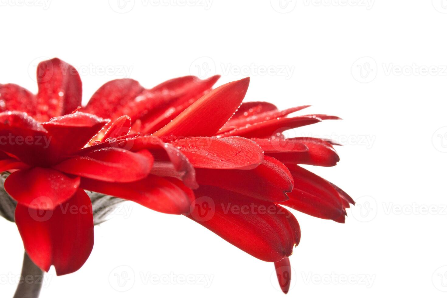 red gerbera flower photo