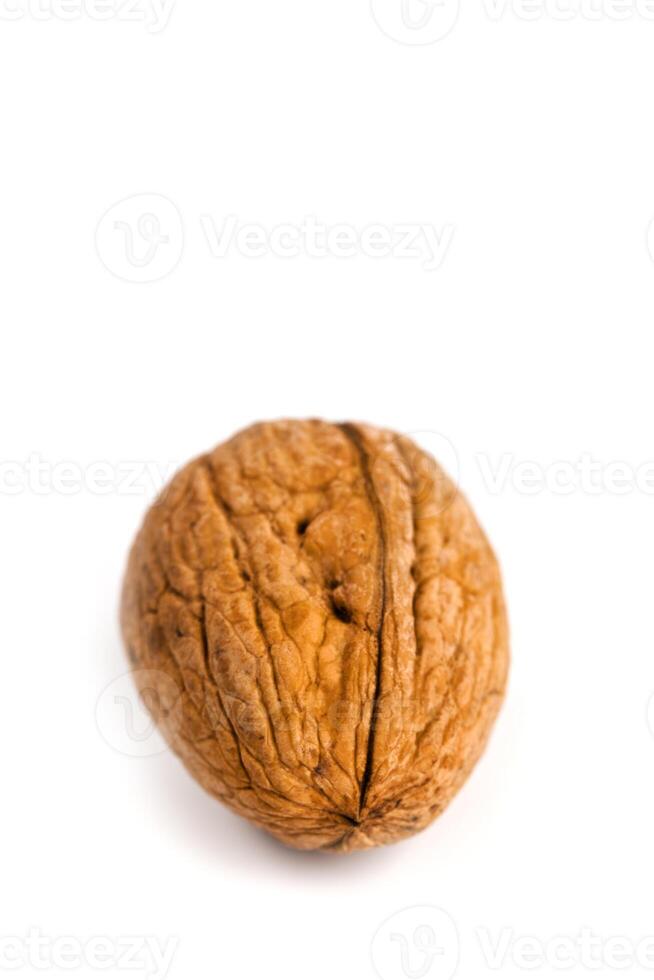 single fresh walnut photo