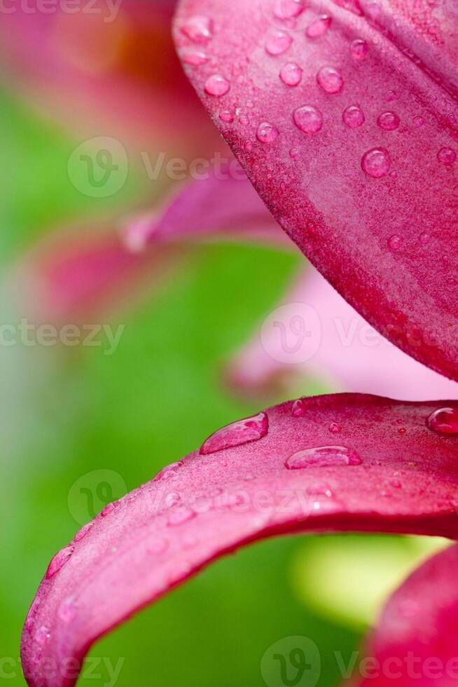 pink lilly flower with water drops photo
