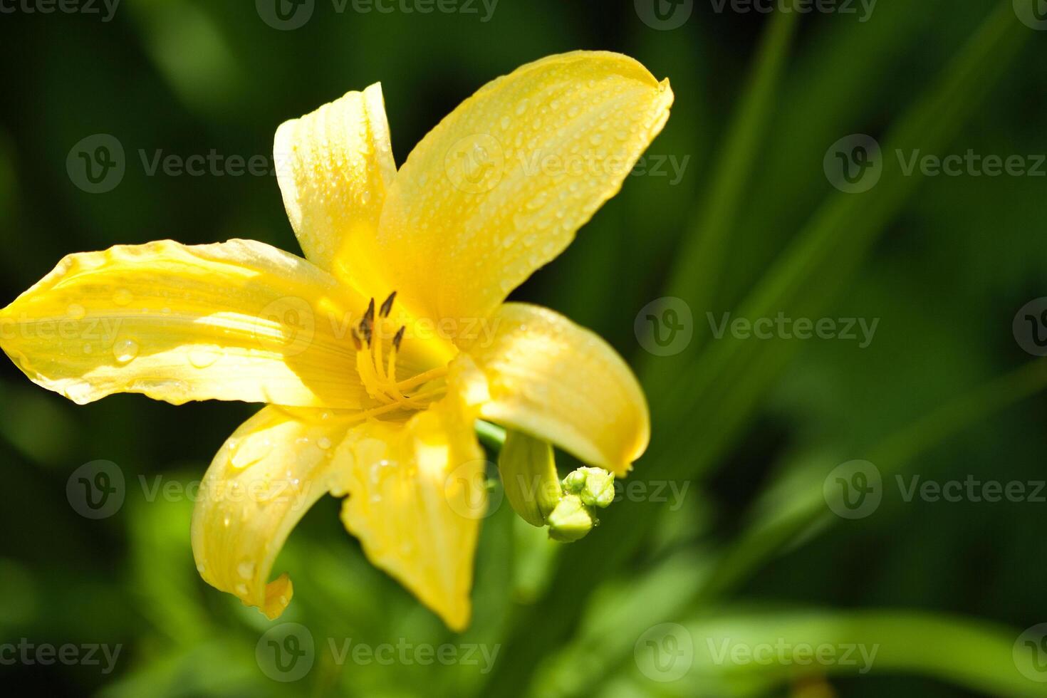 yellow lily flower photo