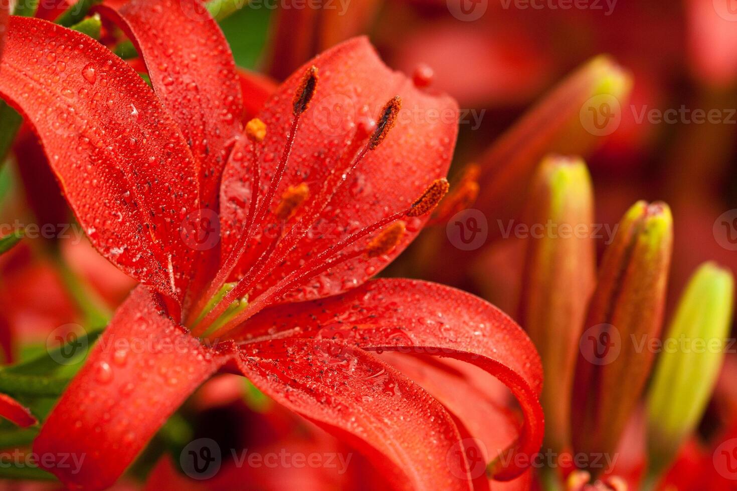 red lilly flowers photo