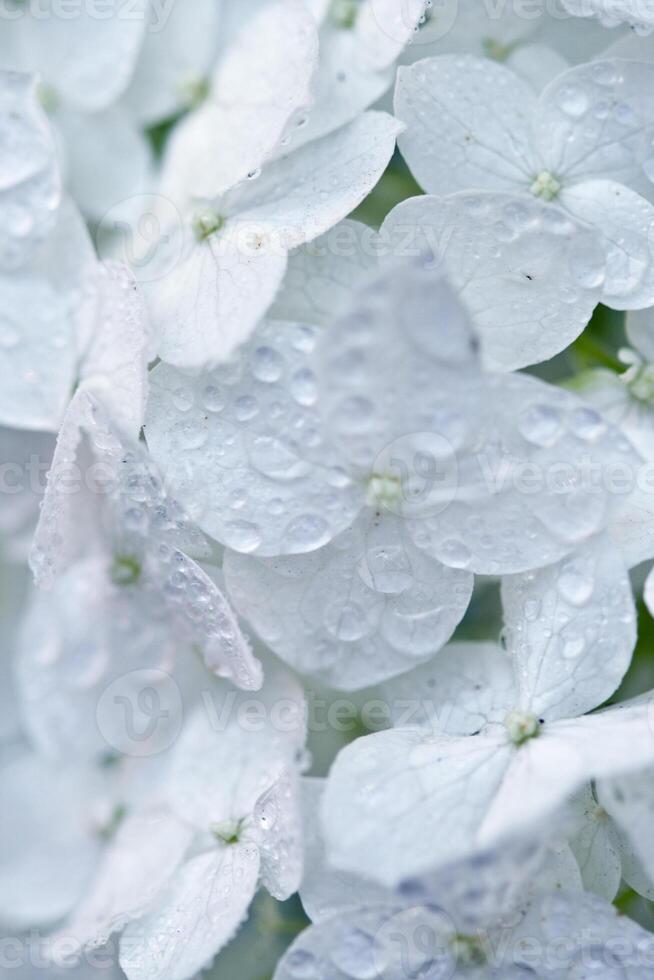 white hydrangea close up photo