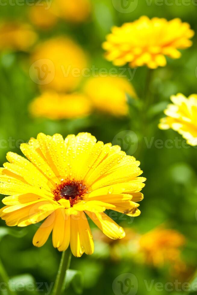 yellow gerber flower photo