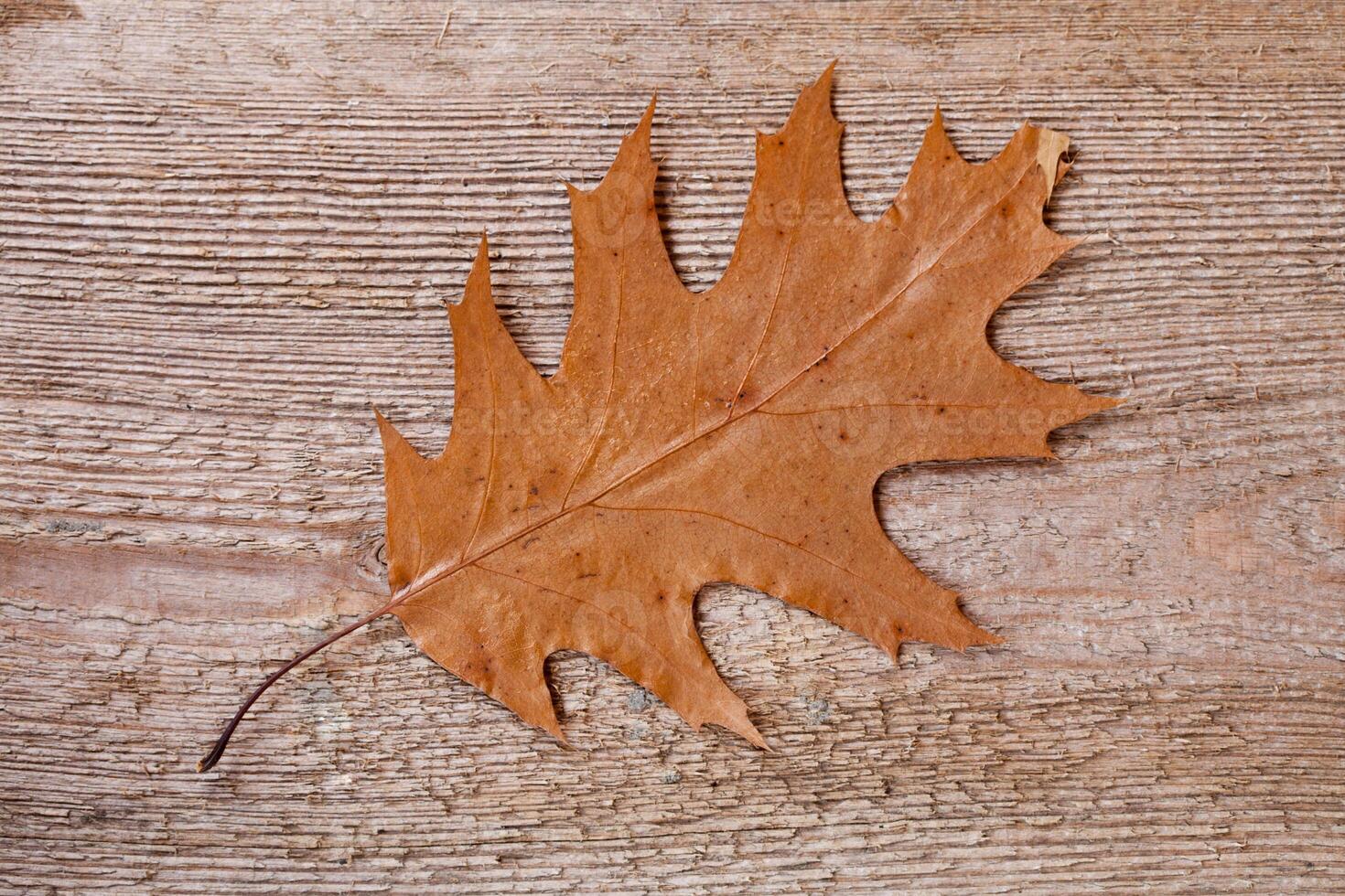 yellow oak leaf photo