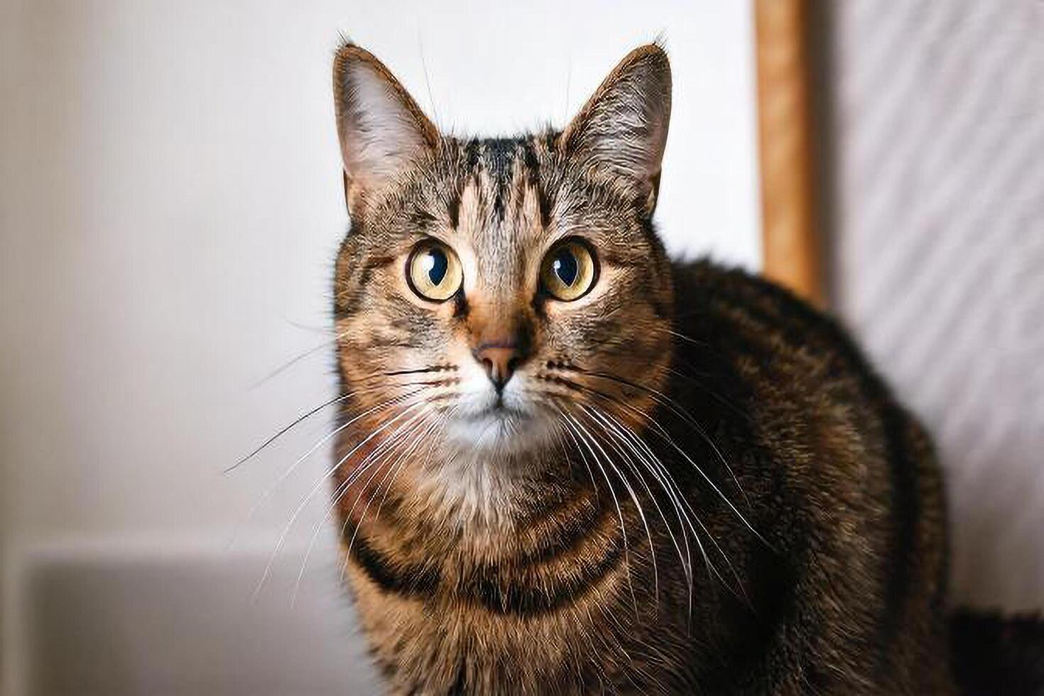A cat sitting on a chair looking at the camera photo