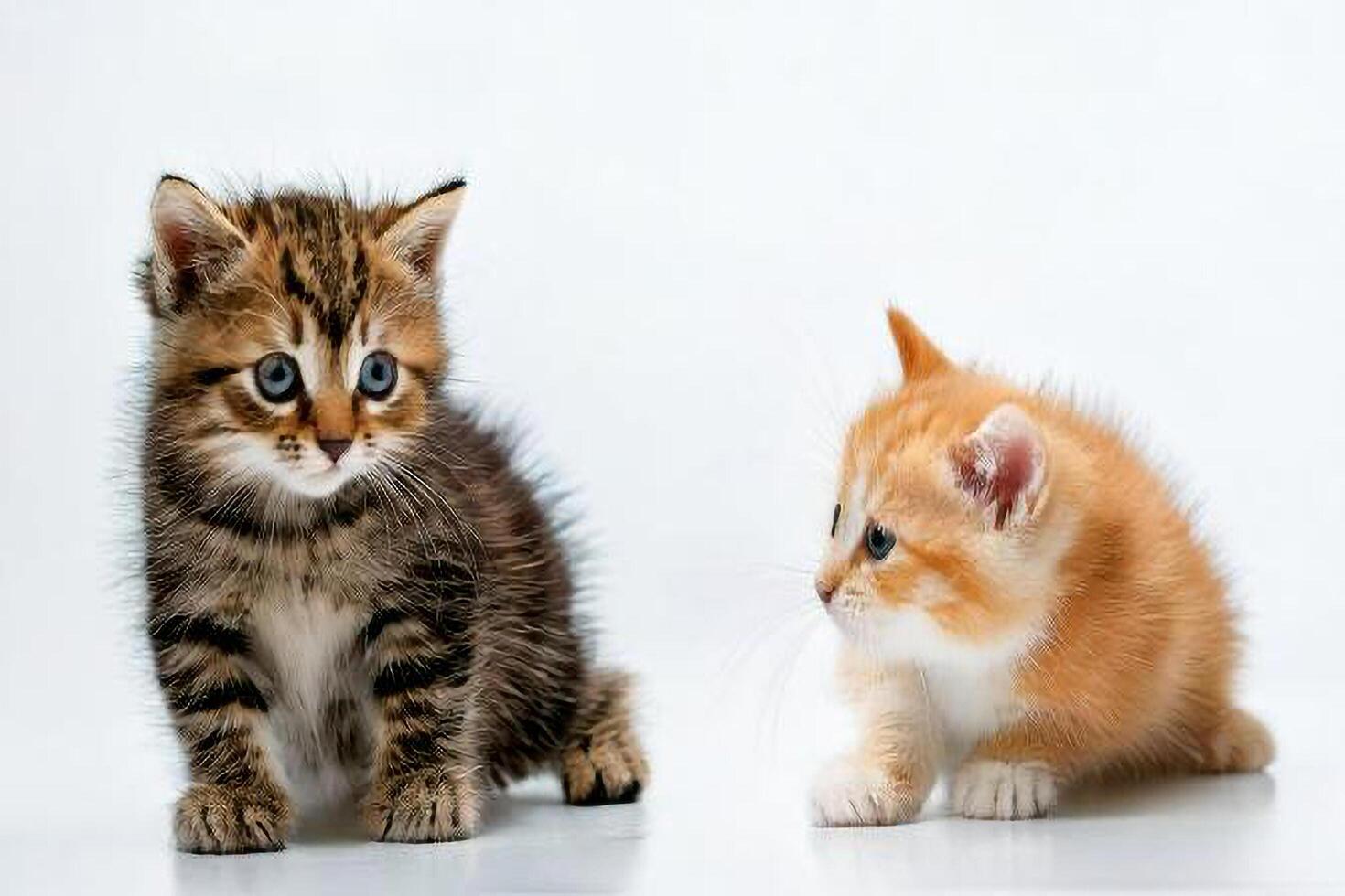 Two kittens are standing next to each other photo