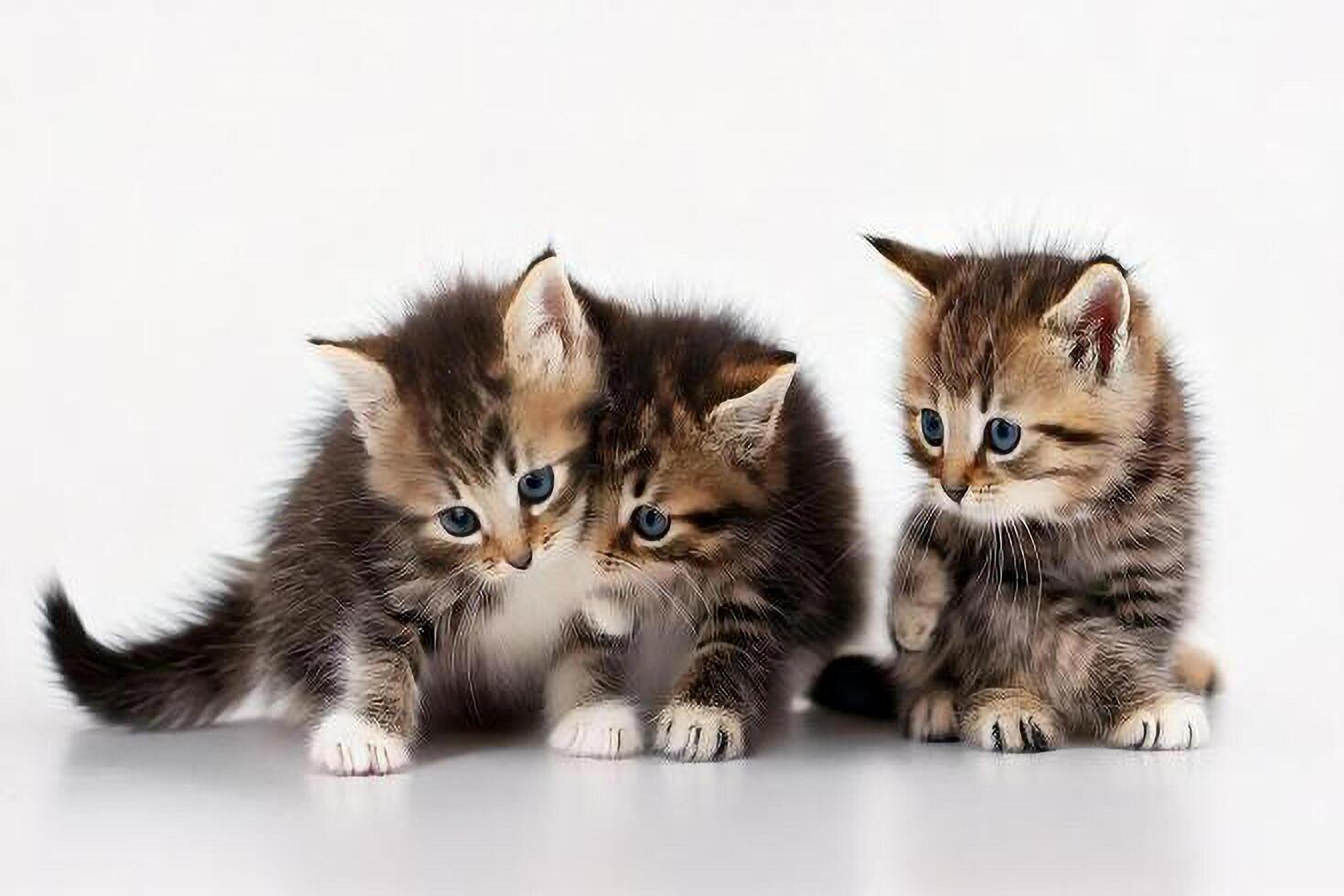 Three kittens sitting on a white background photo