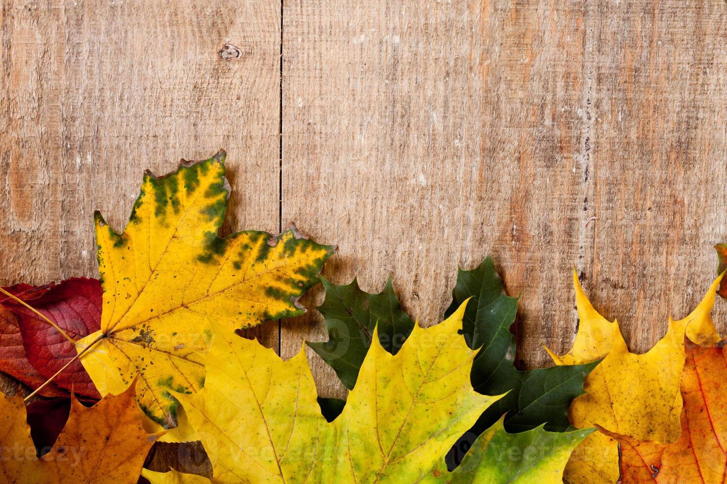 autumn leaves over wooden background photo