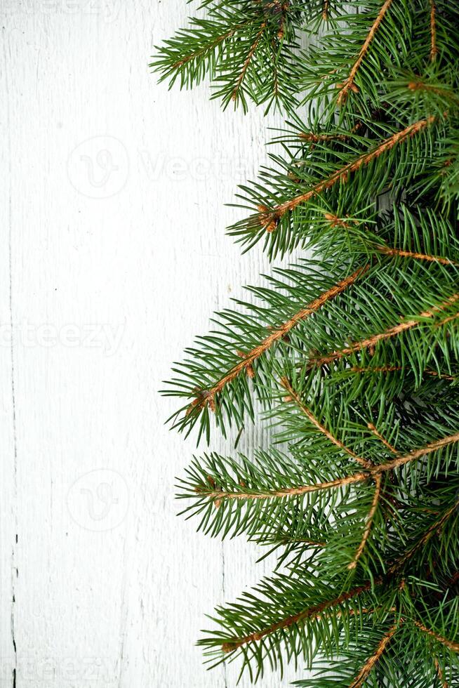 christmas fir tree photo