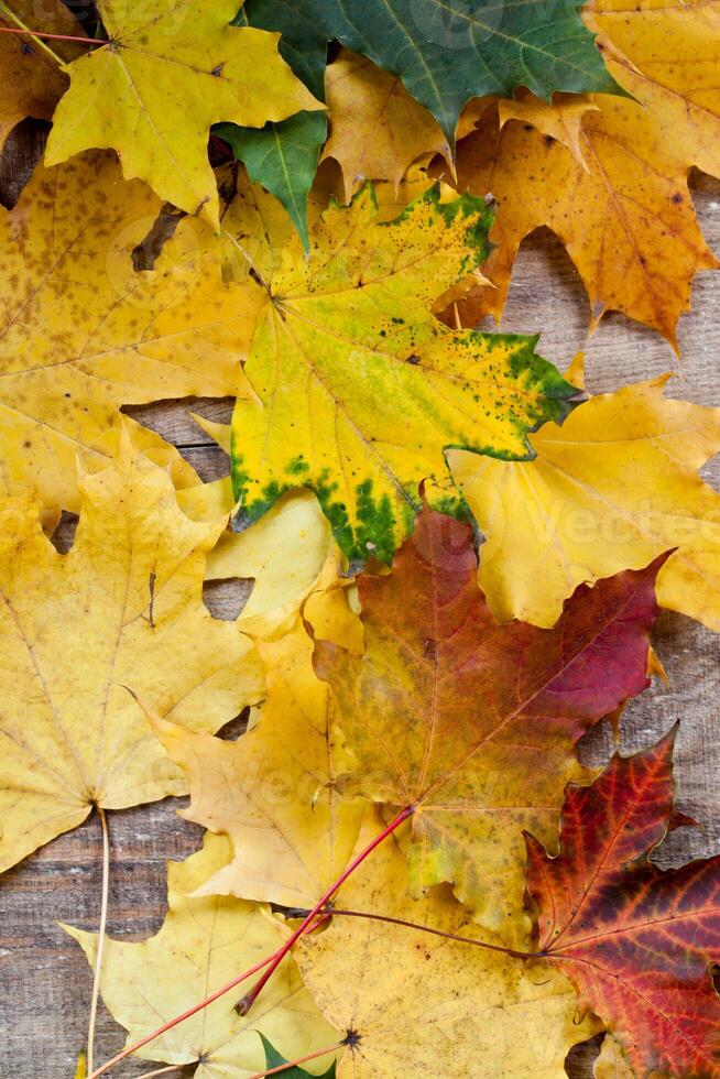 autumn leaves close up photo
