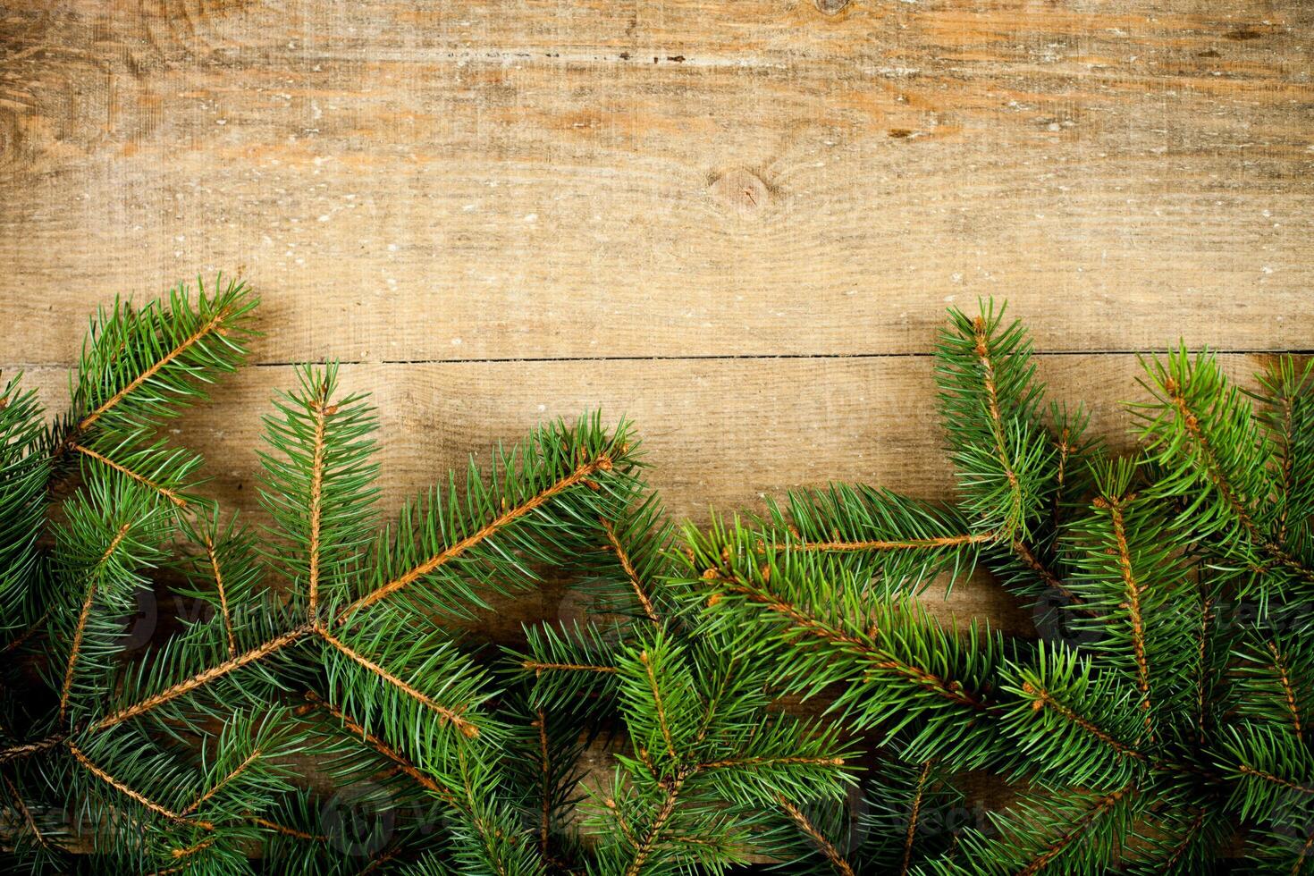 christmas fir tree photo