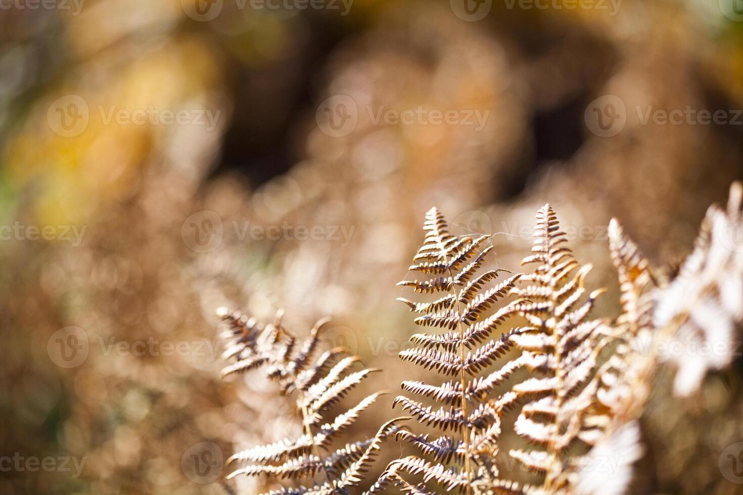 Beautyful brown ferns leaves in sunlight. photo