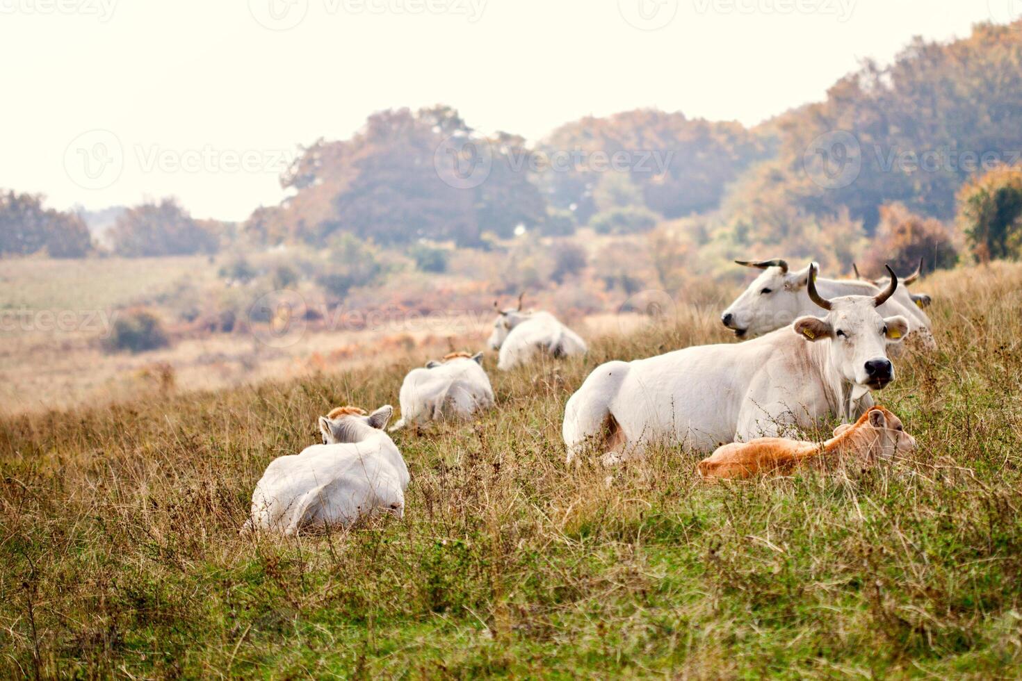 Cows lying on grass at the meadow. photo