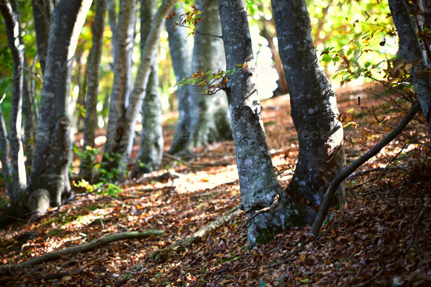 Italian autumn forest landscape. photo