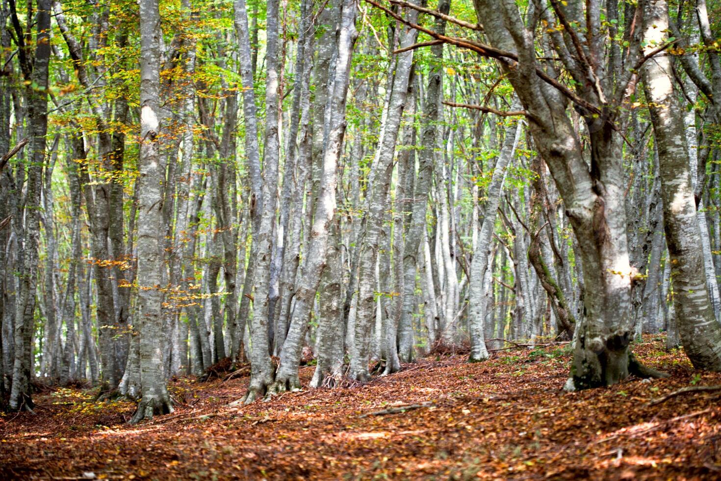 Autumn forest. Italian landscape. photo