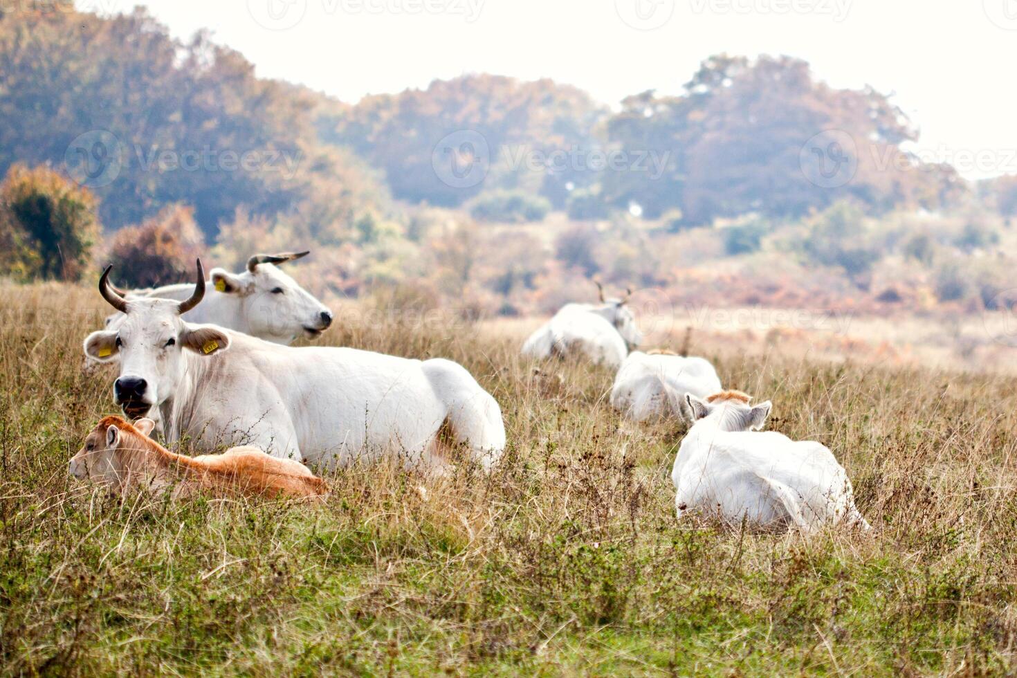 View of cows lying on grass at the meadow. photo