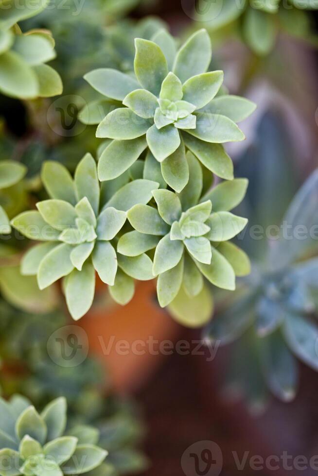 Green succulent plant closeup on ceramic pot. photo
