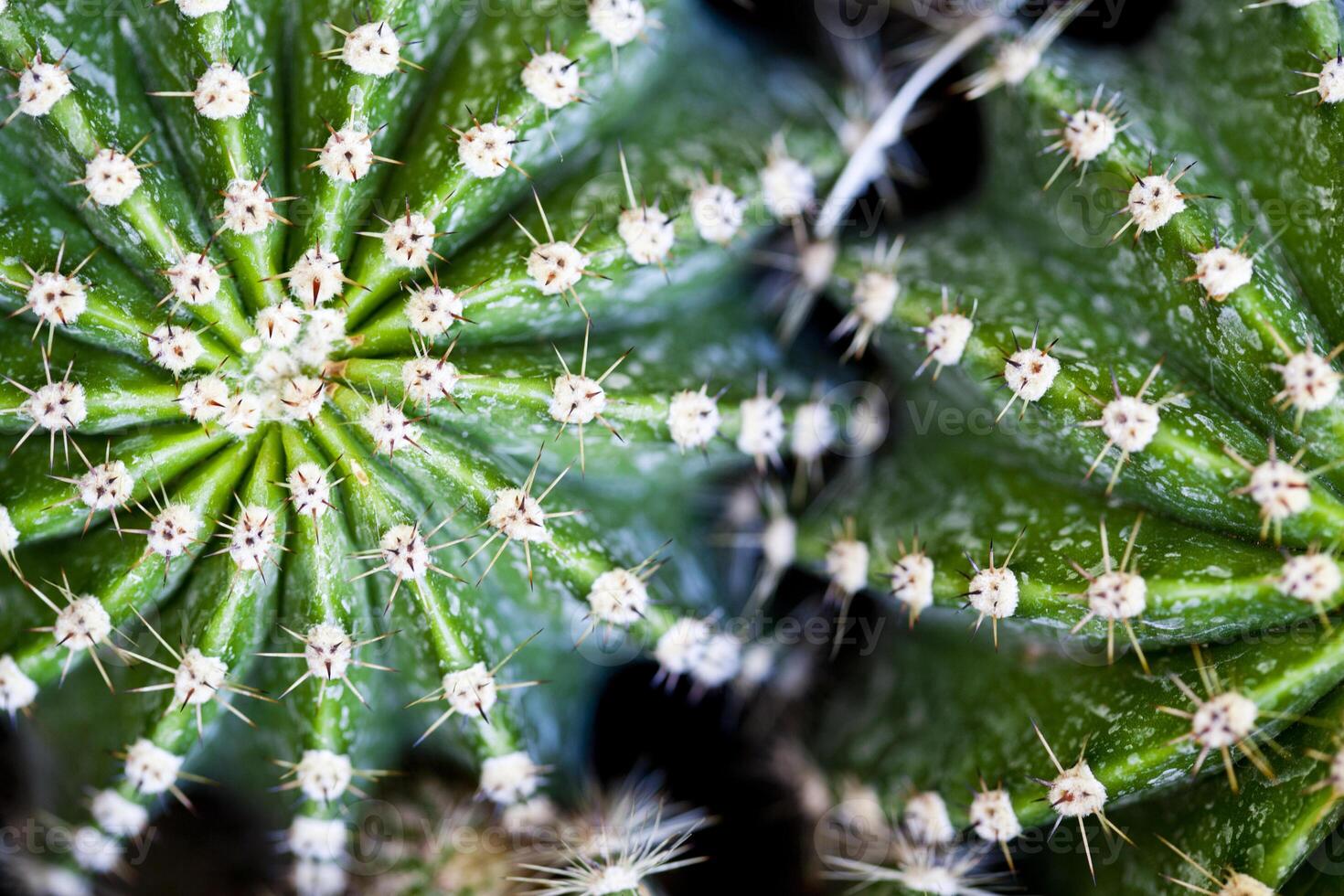 Cactus macro image, selective focus. photo