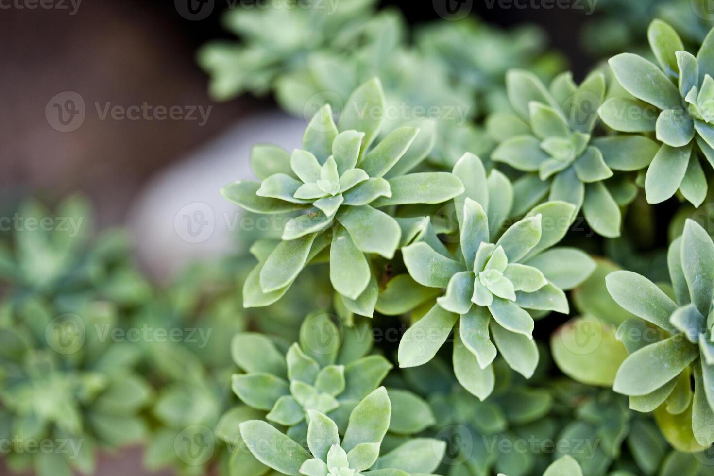 Green succulent plant closeup on ceramic pot. photo