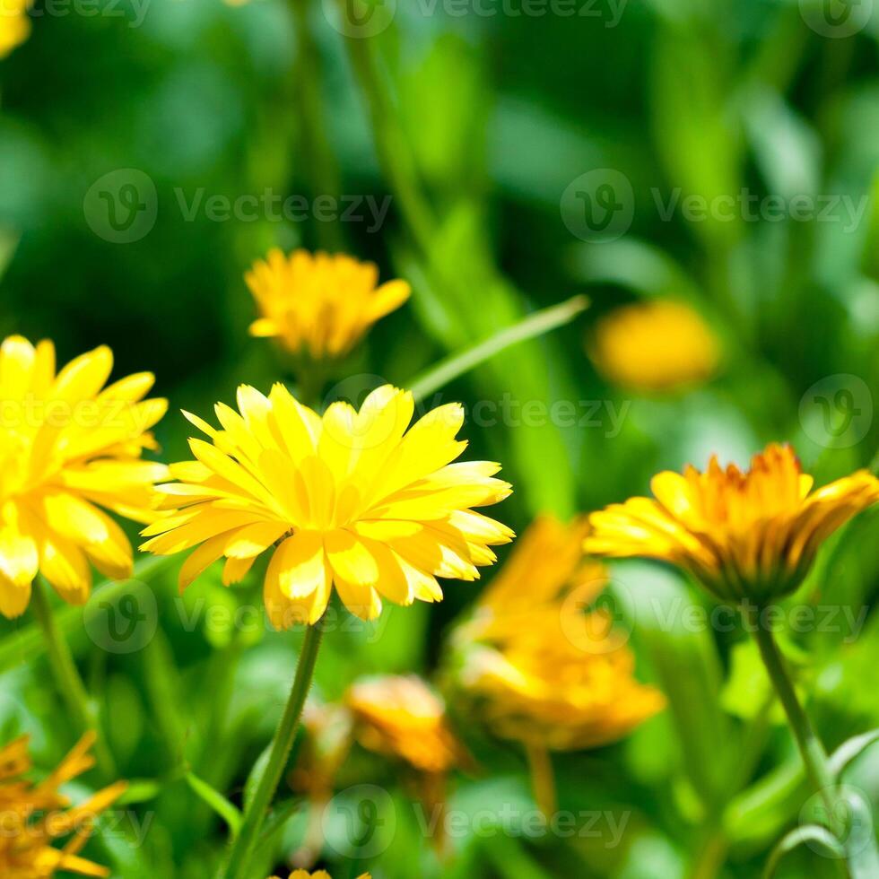 yellow gerber flowers photo