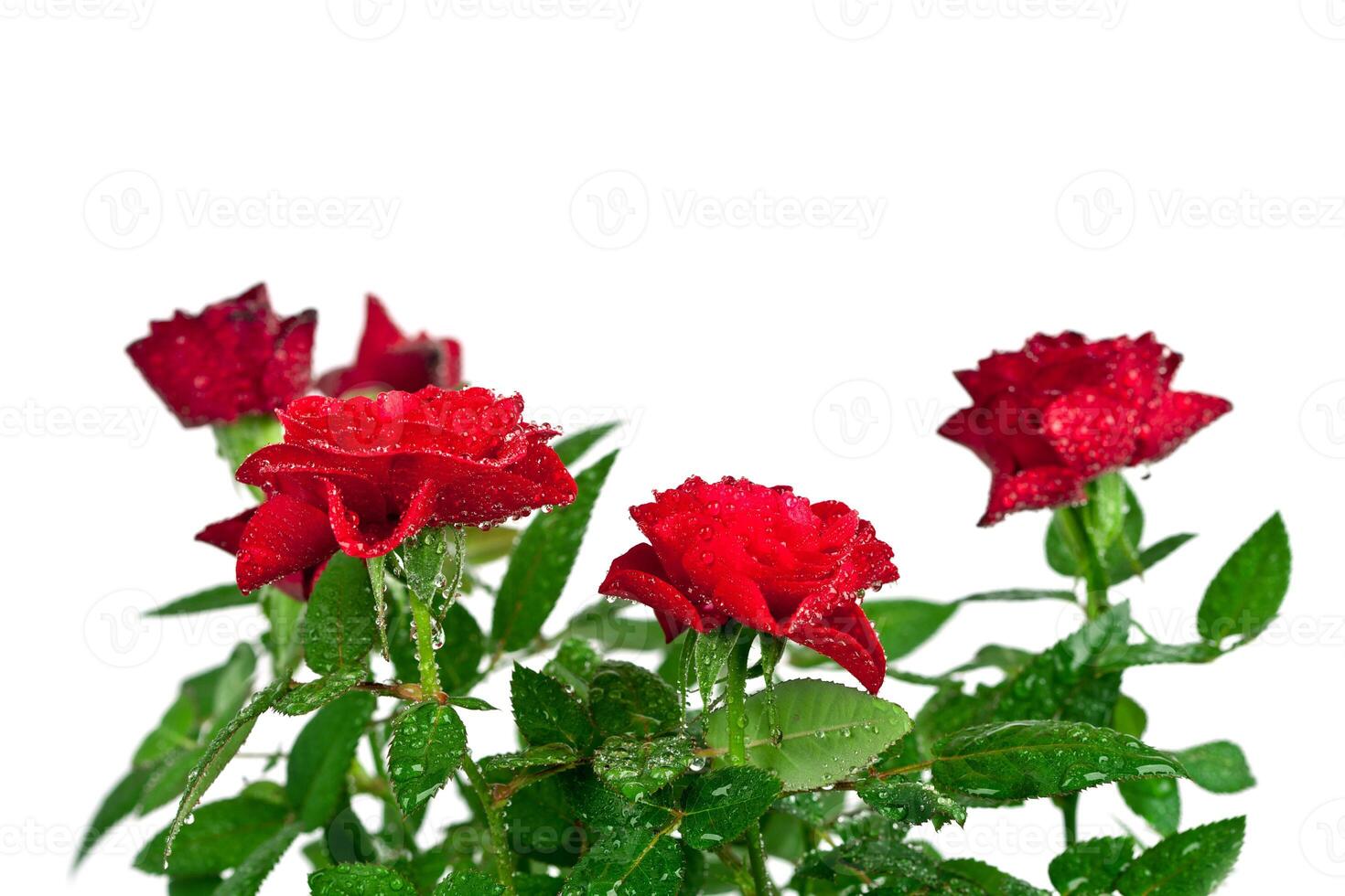 red roses with water drops photo