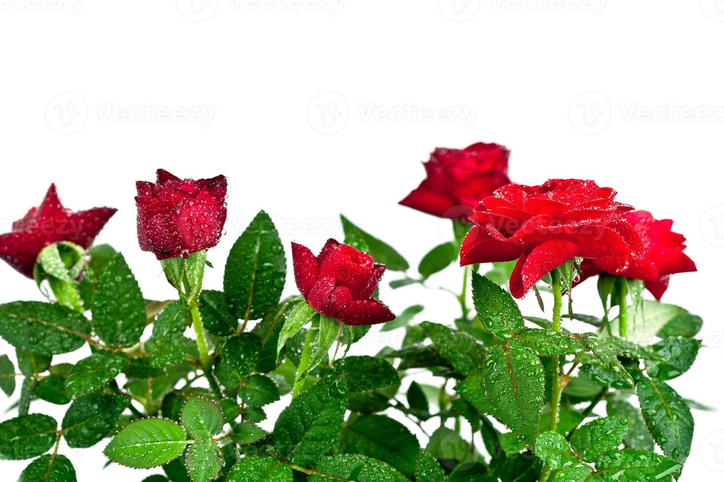 red roses with water drops photo