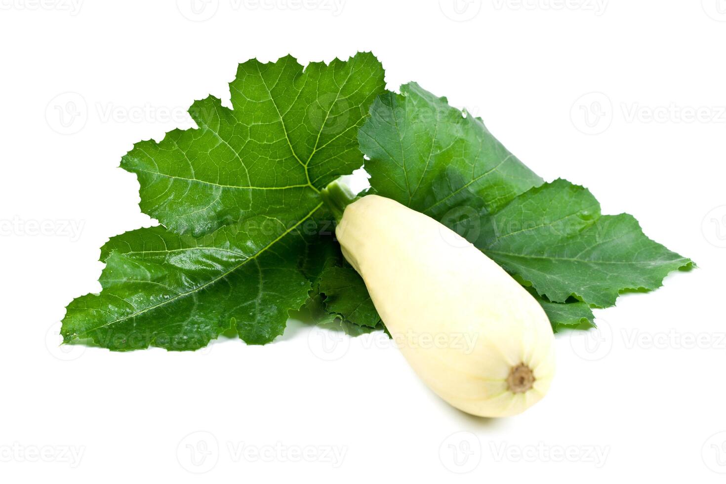 fresh zucchini with green leaves photo