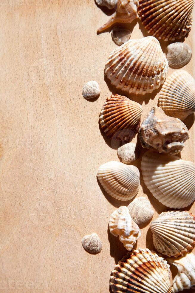 sea shells and star photo