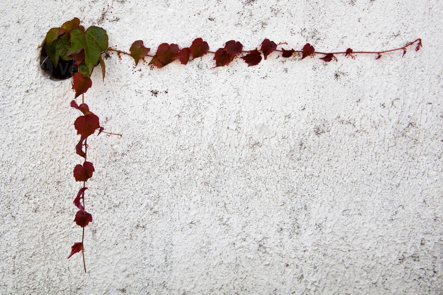 ivy leaves frame on wall photo