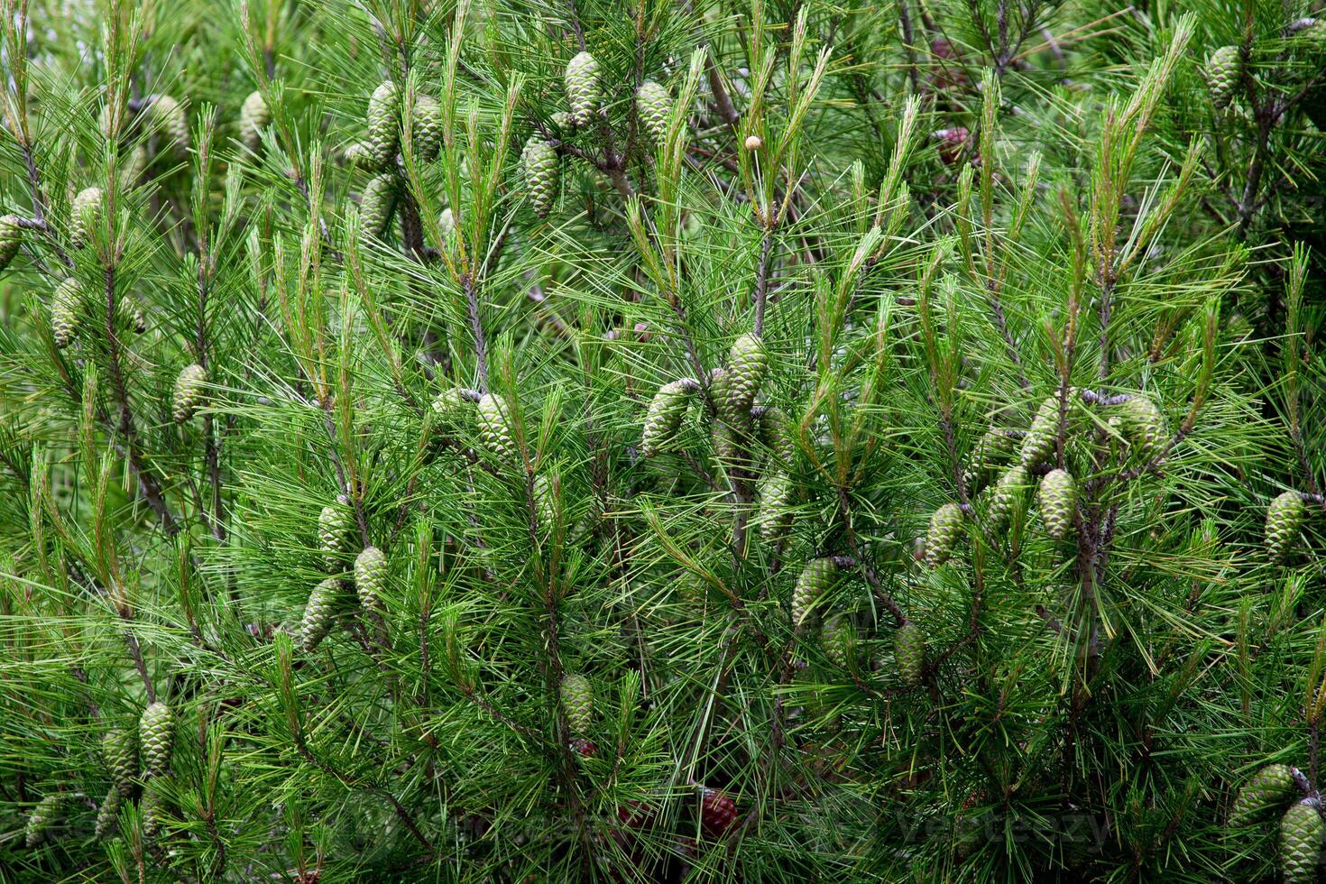 pine cones and branches photo