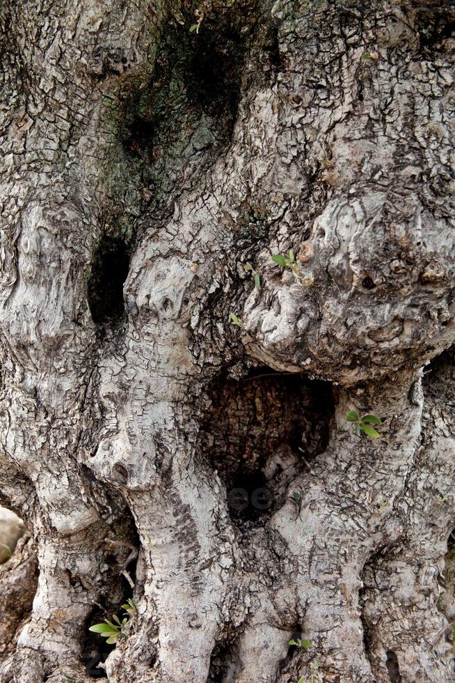 old tree texture photo