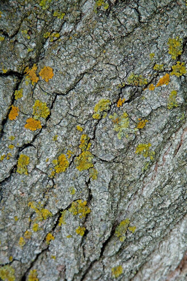 old tree texture photo